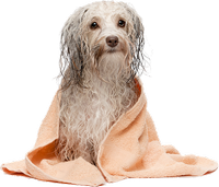 a washed dog